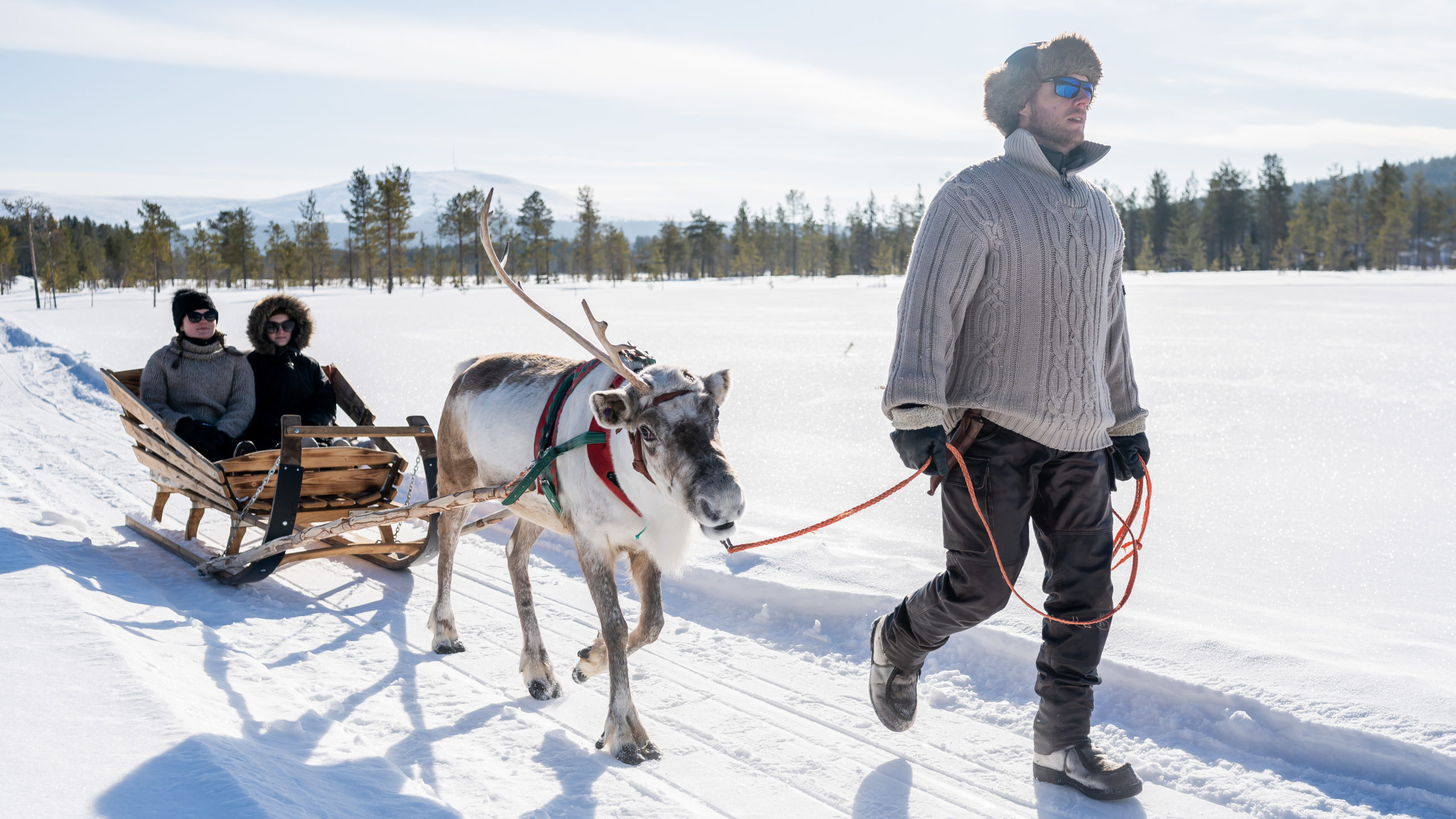 Reindeer Sleigh Rides