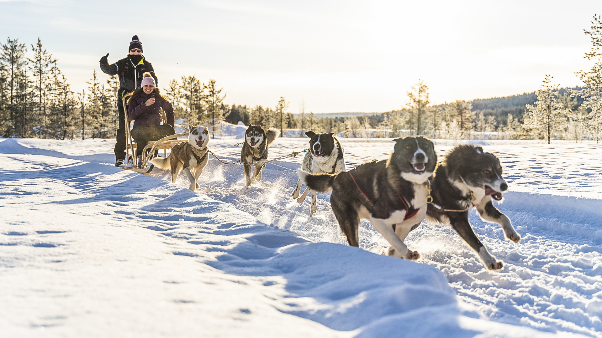 Husky & Dog Sledding Tours